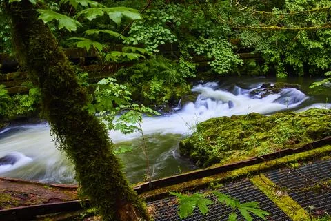 Mossy Tree and Flowing Stream in Lush Temperate Rainforest from Elevated View Stock-Fotos