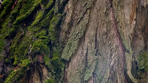 Mossy tree bark close-up Video stock 301453181