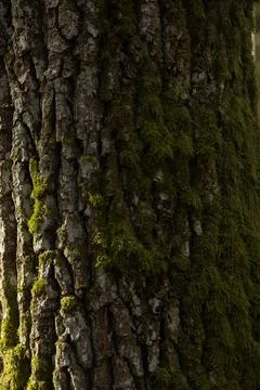 Mossy tree bark close up Stock Photos