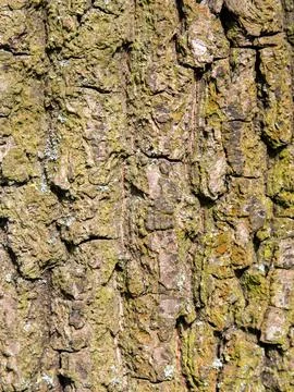 Mossy tree bark close-up Stock Photos