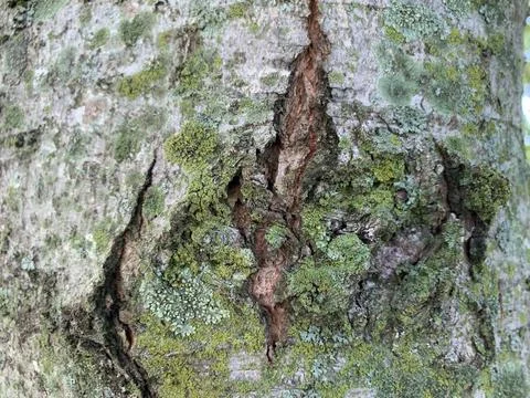 Mossy tree bark crack Stock Photos