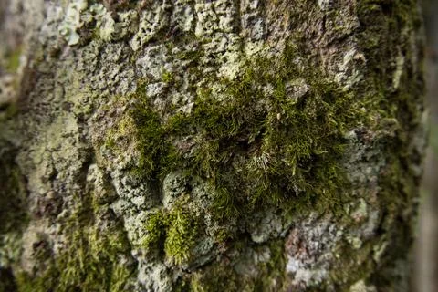 Mossy Tree Bark with Lichen Texture, Penang Hill, Malaysia 库存照片