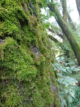 Mossy tree bark in the middle of forest Stock Photos