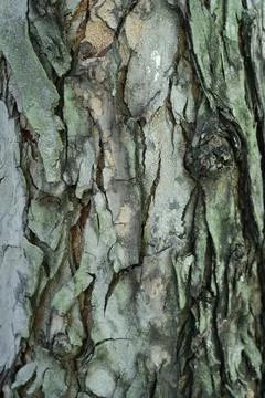 Mossy Tree Bark Foto stock