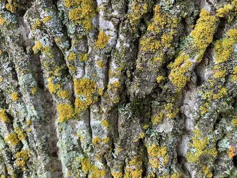 Mossy tree bark reference texture and color Stock Photos