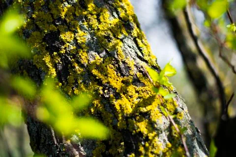 Mossy tree bark in the sun Stock Photos