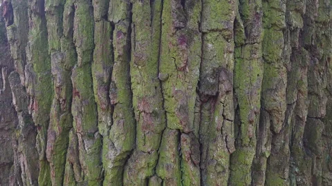 Mossy tree bark texture background close up Stock Footage 323799530