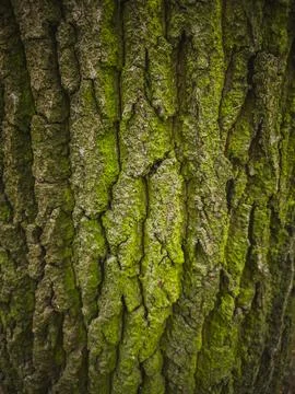 Mossy Tree Bark Texture Close-up Fotos Stock
