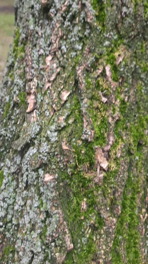 Mossy tree bark texture closeup Stock Footage 338166639