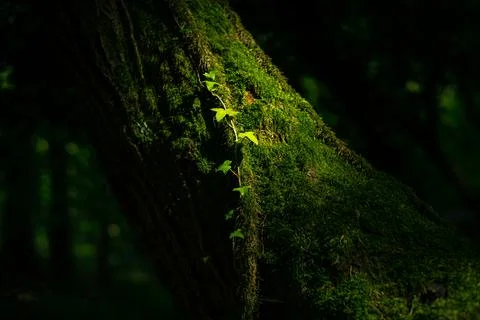 Mossy tree bark texture with ivy leaves nature forest green background Stock Photos