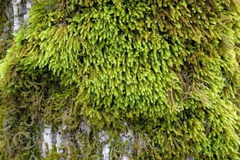 Mossy tree bark texture Foto stock