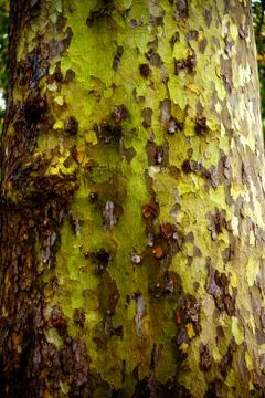 Mossy Tree Bark Texture Stock Photos