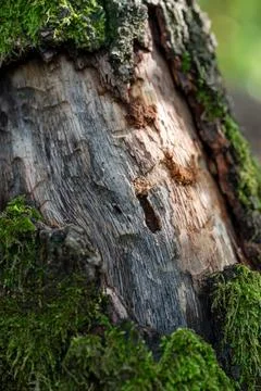 Mossy Tree Bark Texture Foto stock