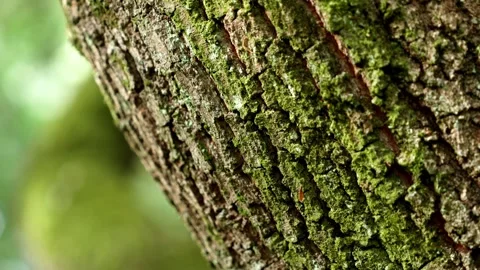 Mossy tree bark texture on a Quercus ilex trunk Vidéo 342529725