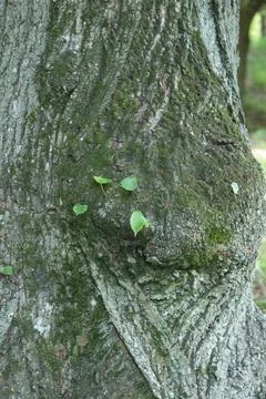 Mossy Tree Bark Texture with Small Green Sprouting Leaves Stock Photos