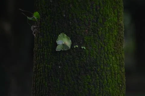 Mossy tree bark texture with tiny leaves and soft forest background Stock Photos