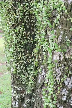 Mossy Tree Bark with Tiny Epiphyte Leaves for Green Texture Background Stockfoto's
