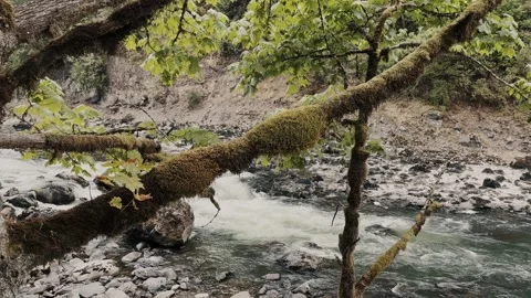 Mossy tree branch above mountain river with stones Stock Footage 316458083