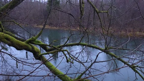 Mossy tree branch above a quiet forest pond Stock Footage 324706715