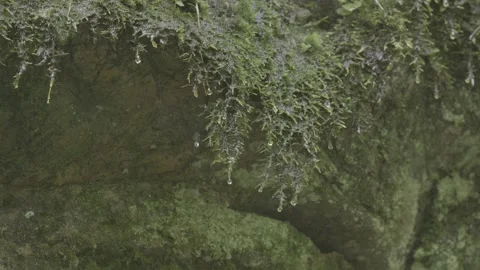Mossy Tree Branch Close-Up Stock-Footage 343560144