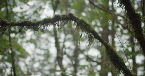 Mossy tree branch Stock Footage 306633673