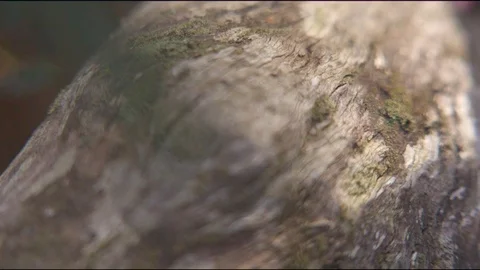 Mossy tree branch in forest Stock Footage 76097219