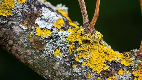 The mossy tree branch Stock Photos