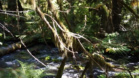Mossy Tree branches in the forest Stock Footage 115430852