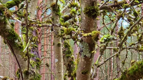 Mossy Tree Branches in Forest Stock Footage 332306817