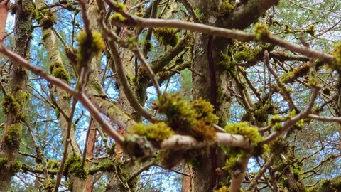 Mossy Tree Branches in Forest Stock Footage 332307195