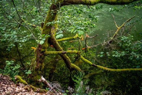 Mossy Tree Branches Over Calm Pond With Orange Koi Fish And Green Forest Re.. Stock Photos