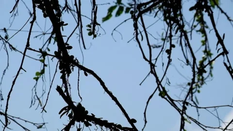 Mossy tree branches swaying against the sky background Stock Footage 291619798