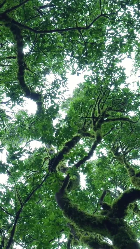 Mossy tree branches swaying in the forest canopy Stock Footage 329865442