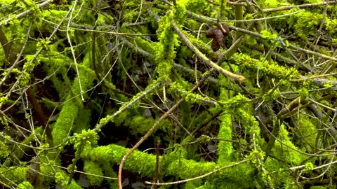 Mossy Tree Branches Vivid Green Color. 4k. Slow Motion. Stock Footage 147895612