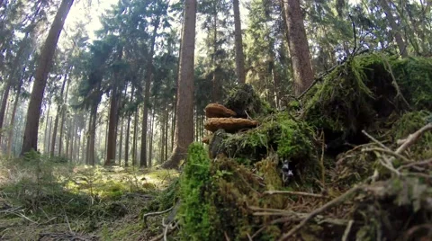 Mossy Tree in Dark Forest with sunny patches in 4K Video stock 48426734