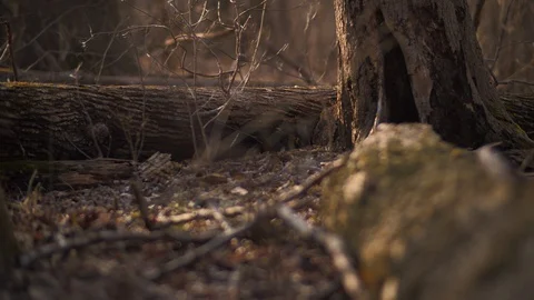 Mossy Tree with Dead and Old Tree Rack Focus Stock Footage 128230872