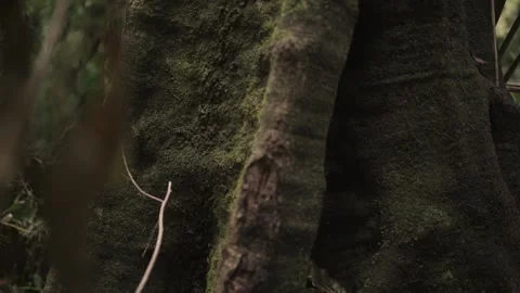 Mossy Tree - Dolly in Stock Footage 145886861