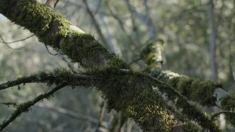 Mossy Tree 스톡 동영상 85824154