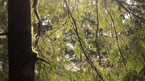 Mossy Tree Stock Footage 96199608