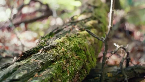 Mossy tree Stock Footage 239866177