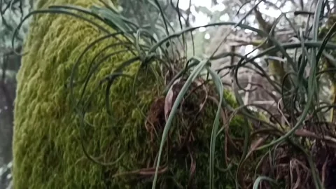 Mossy tree Stock Footage 260407844