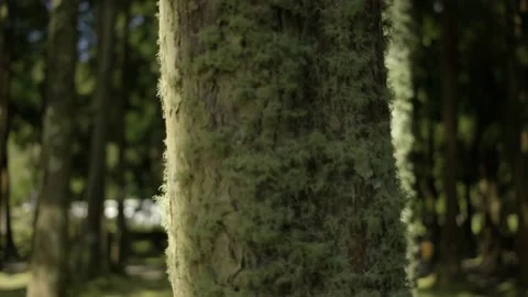 Mossy tree in the forest, close-up. Pure nature scene. 4K Footage. Stock Footage 159990251