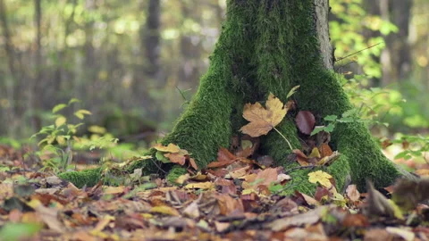 Mossy tree in the forest, falling leaves, nature landscape with autumn colors Stock Footage 254345341