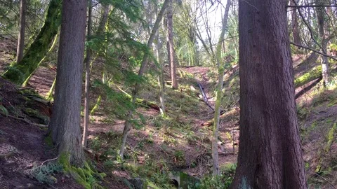 Mossy Tree forest Stock Footage 75211453
