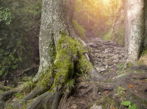 Mossy tree in forest Stock Photos