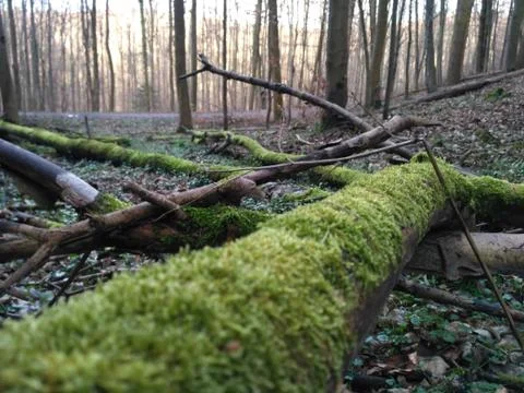 Mossy tree in forest Stock Photos
