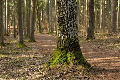 Mossy tree in the forest Stock Photos