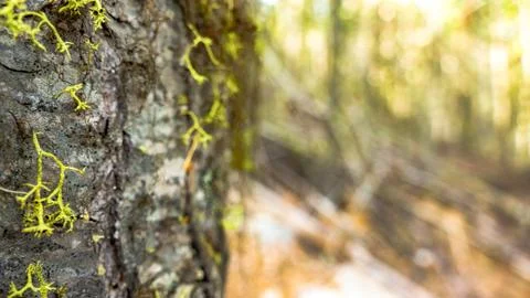 Mossy Tree in Forest/Shallow Depth Of Field Stock Photos