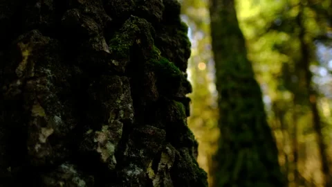 Mossy tree grows on the trunk of a tree, cinematic wood Stock Footage 303887182