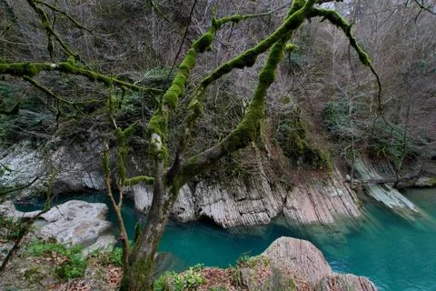 Mossy tree hangs over the karst coast. Stock Photos